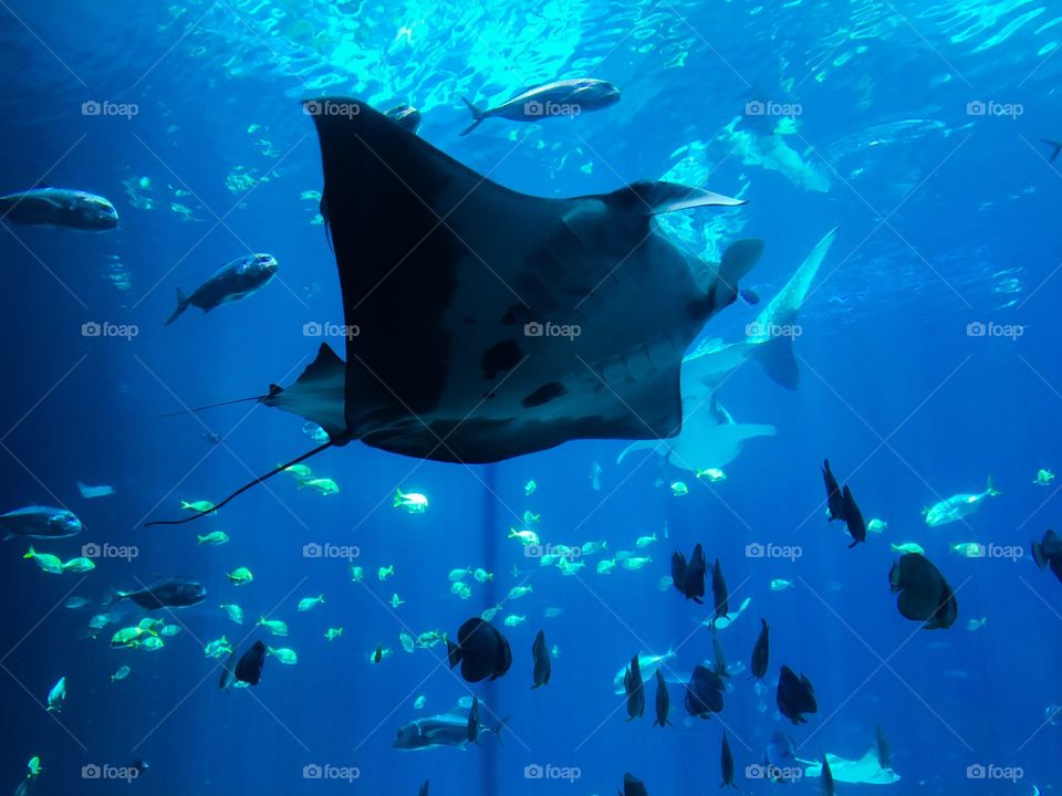 Manta ray