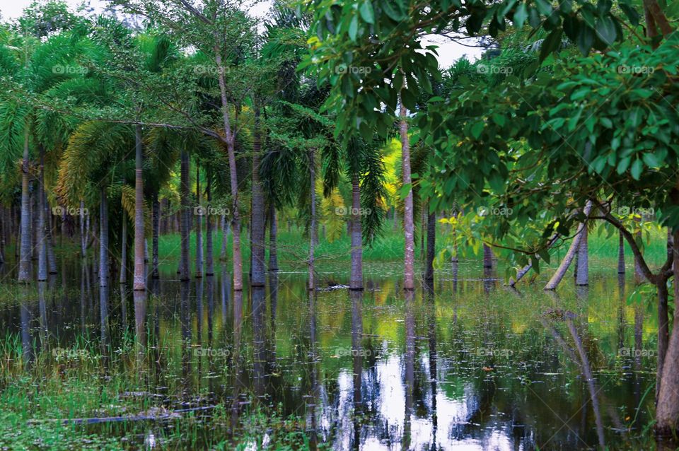 Green Forest and Pond 