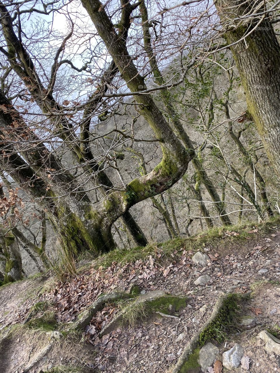 Mossy trees