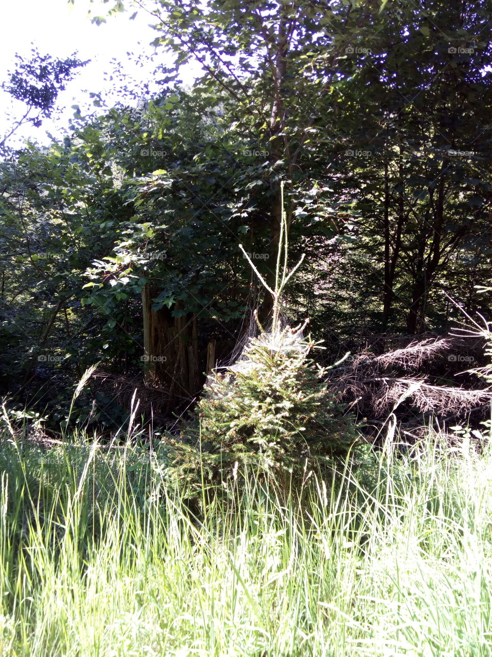 Schwarzwald in Bad Wildbad