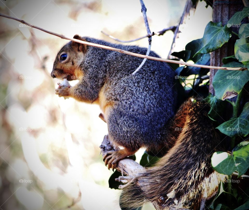 Squirrels Lunchtime 