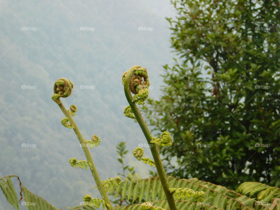 plant in nepal himalayan mountains