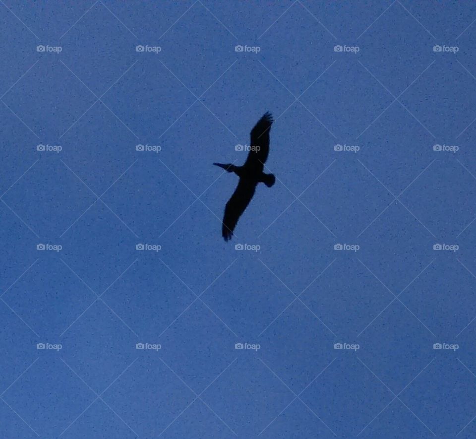 Pelican Winging Overhead at Dusk