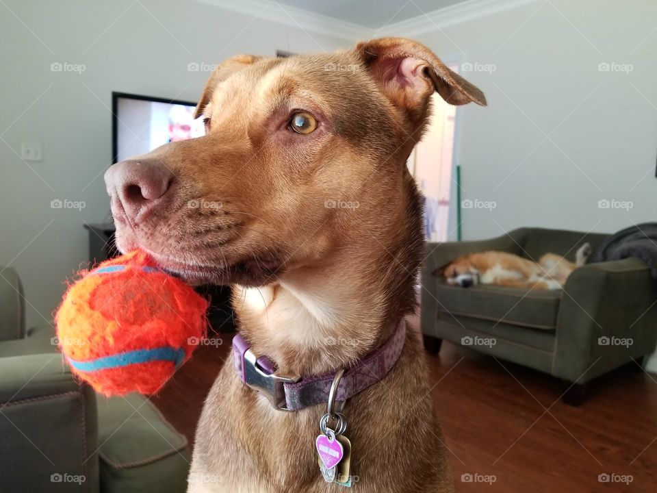 Obsession with toys.