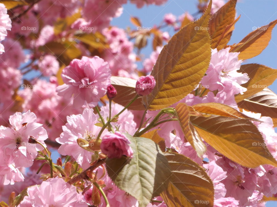 Kirschblüte Blüte blühen rosa Frühling Spring
