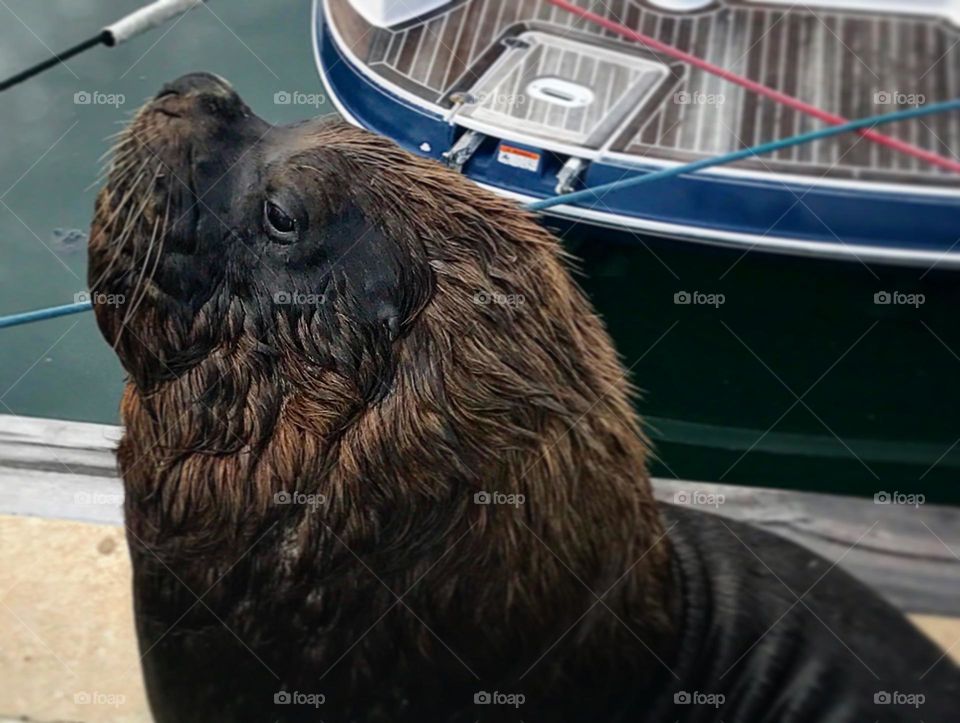 sea ​​lion on the pier of the port of Piriapolis, Maldonado, Uruguay