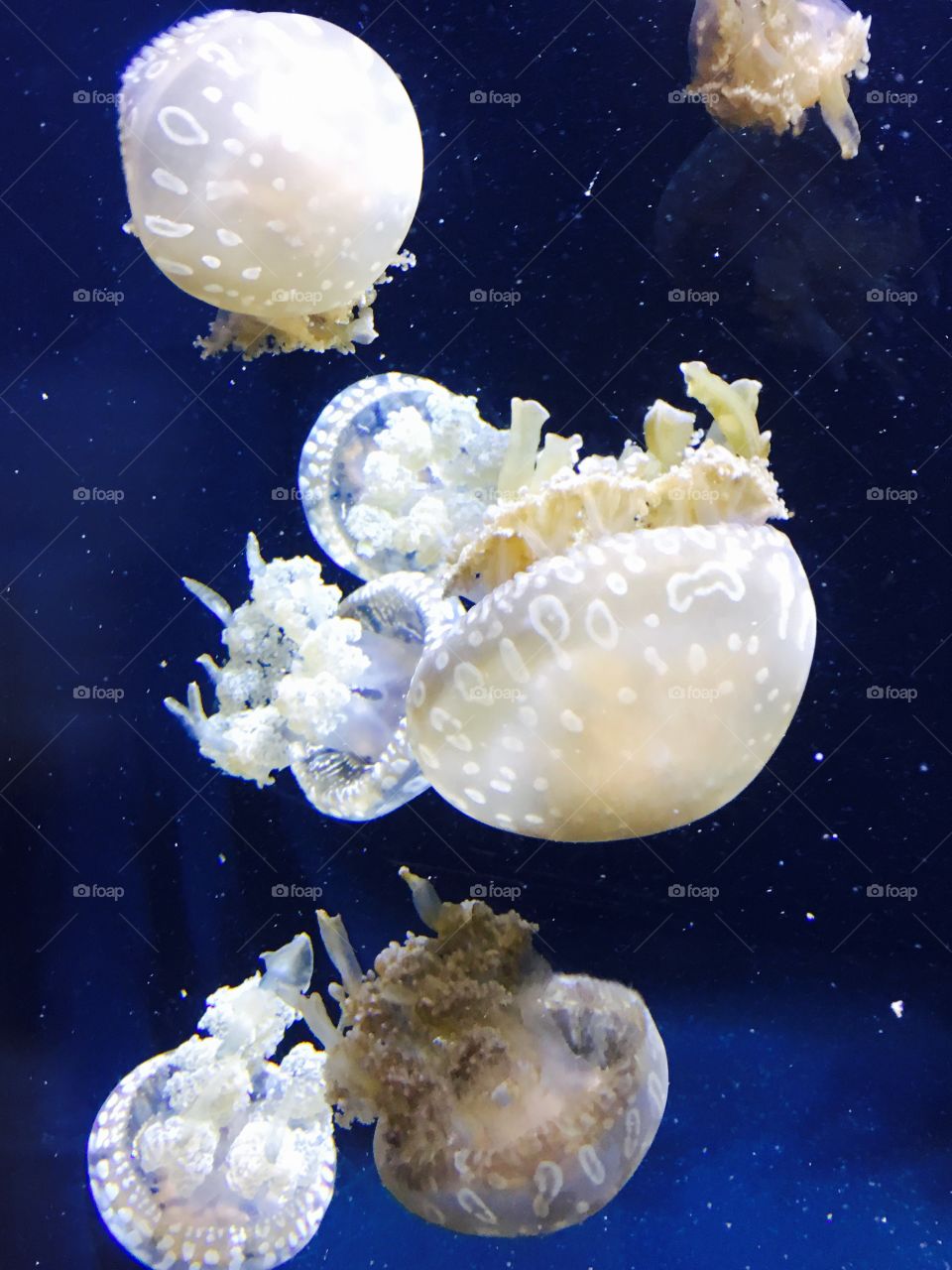Spotted Lagoon Jelly 
