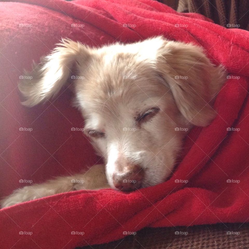 Sleeping Old Pup