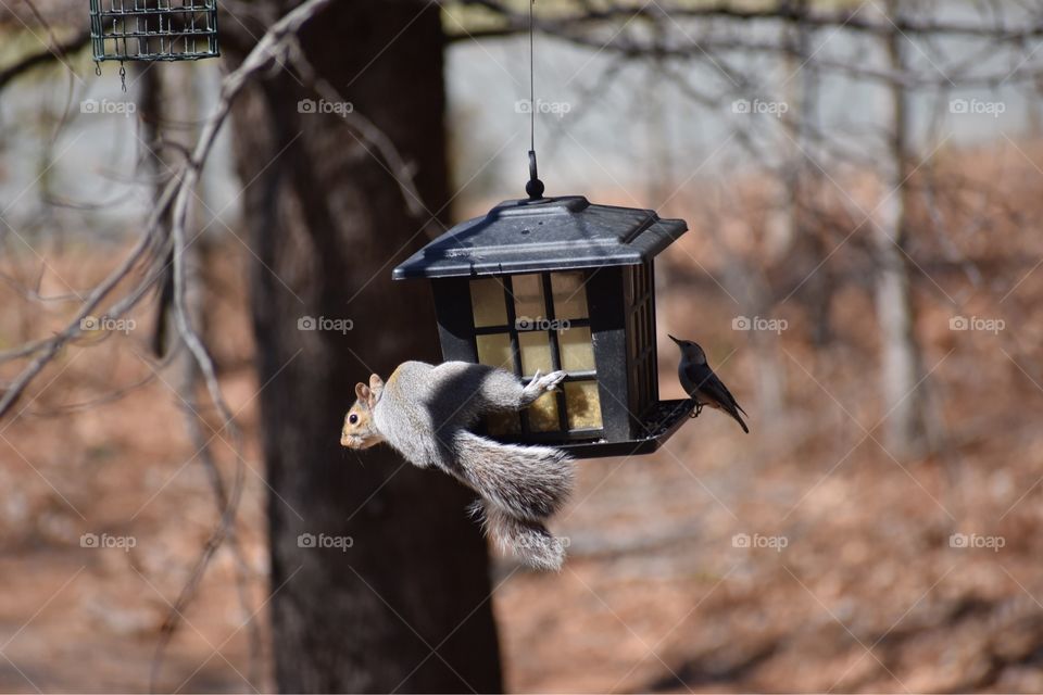 Squirrel hanging onto bird feeder 