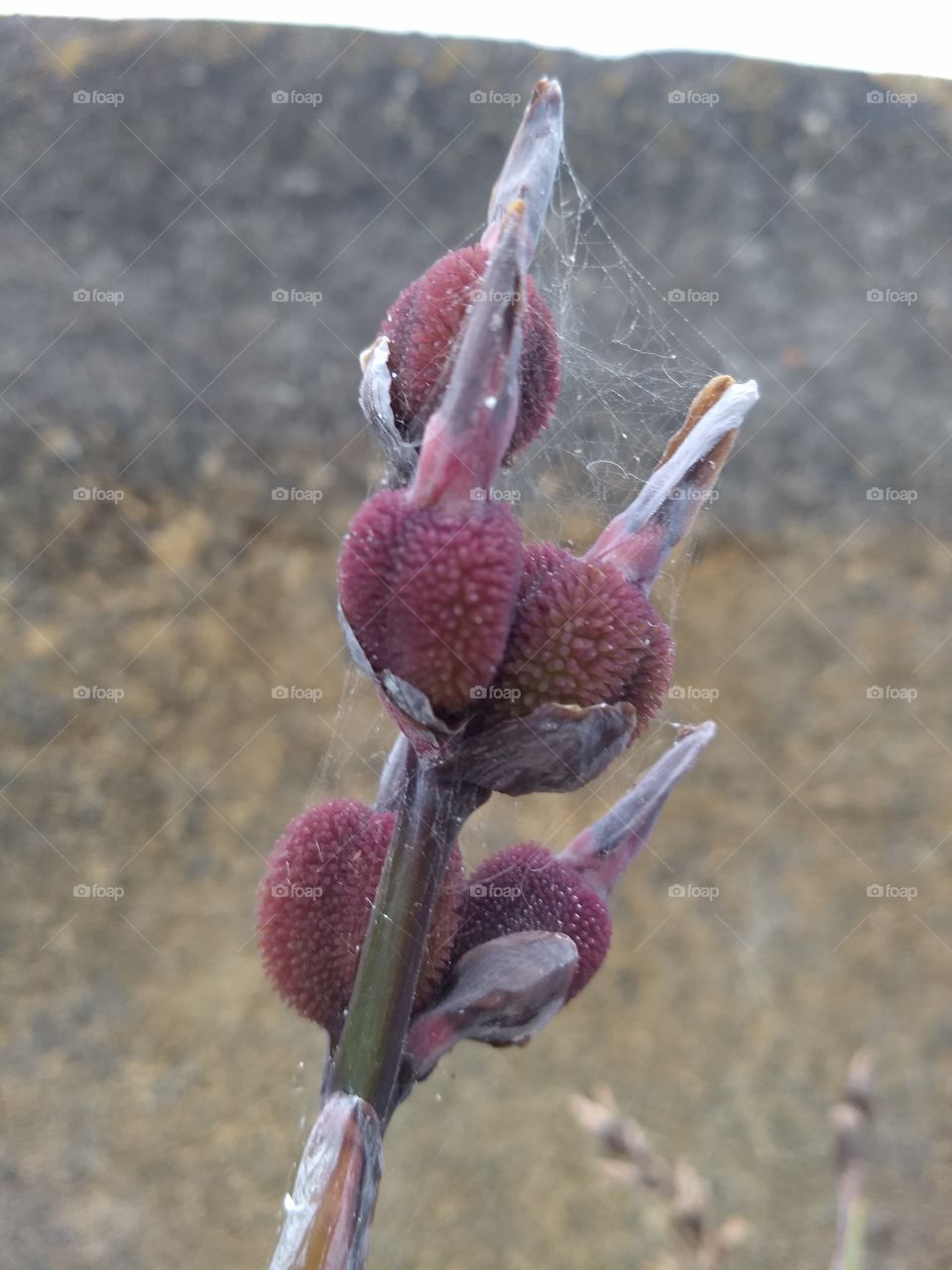 aquí una flor