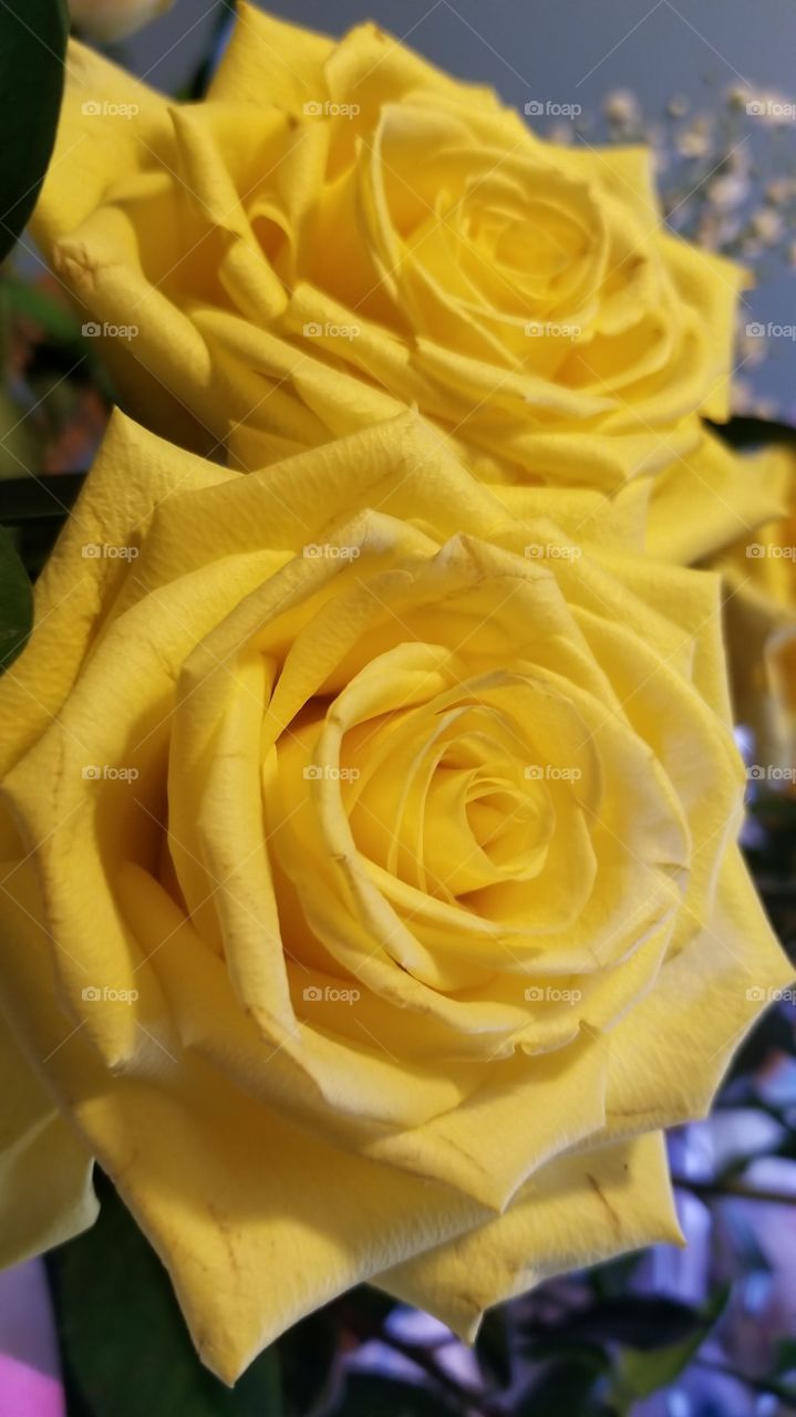 Yellow Roses for Easter
