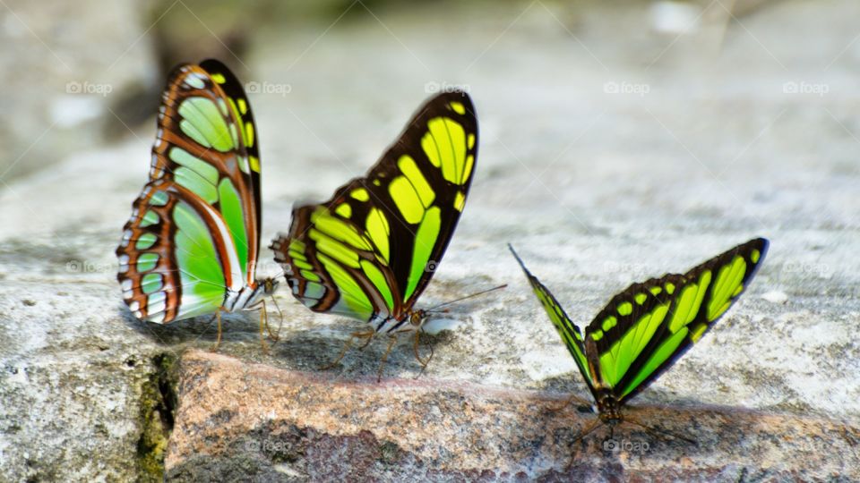 butterfly, green, amazon, Amazon, momon, river, fly, flying, wings, heart, three, peru,