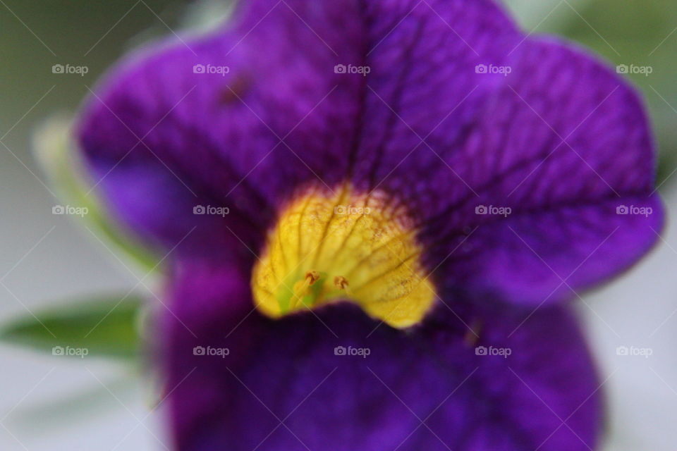 Macro shot of a flower