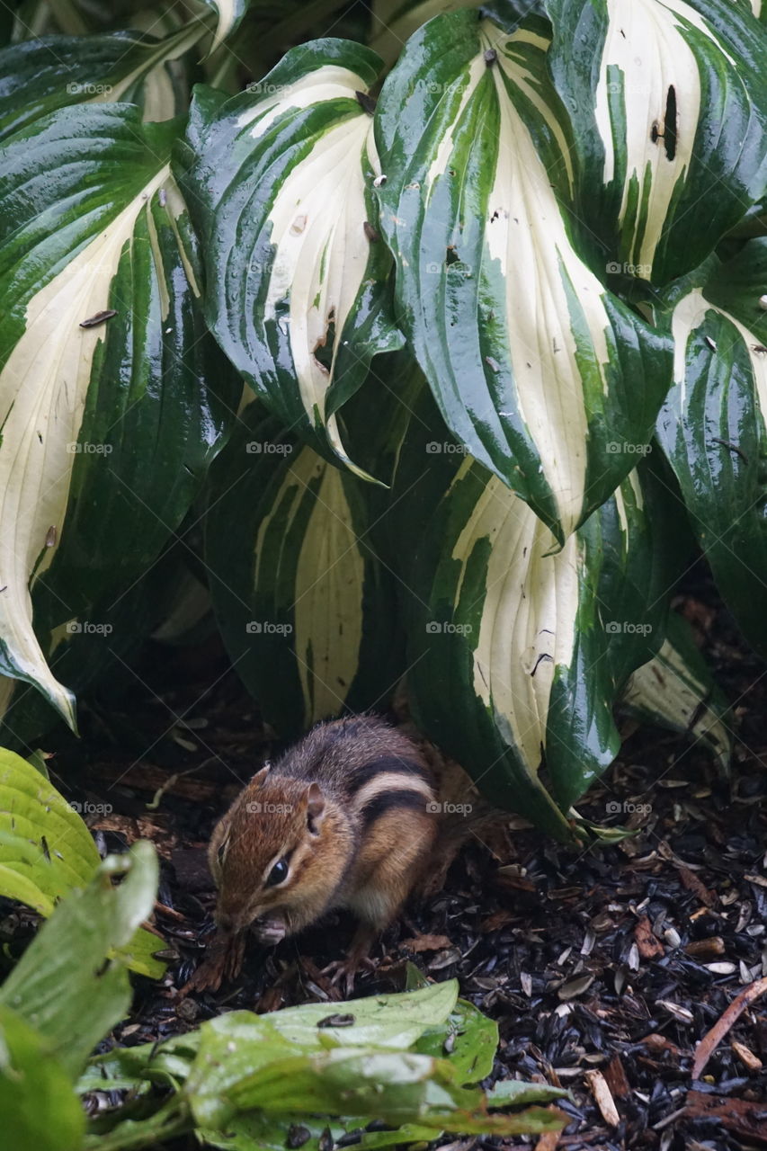 Chipmunk, doing it’s thing. 