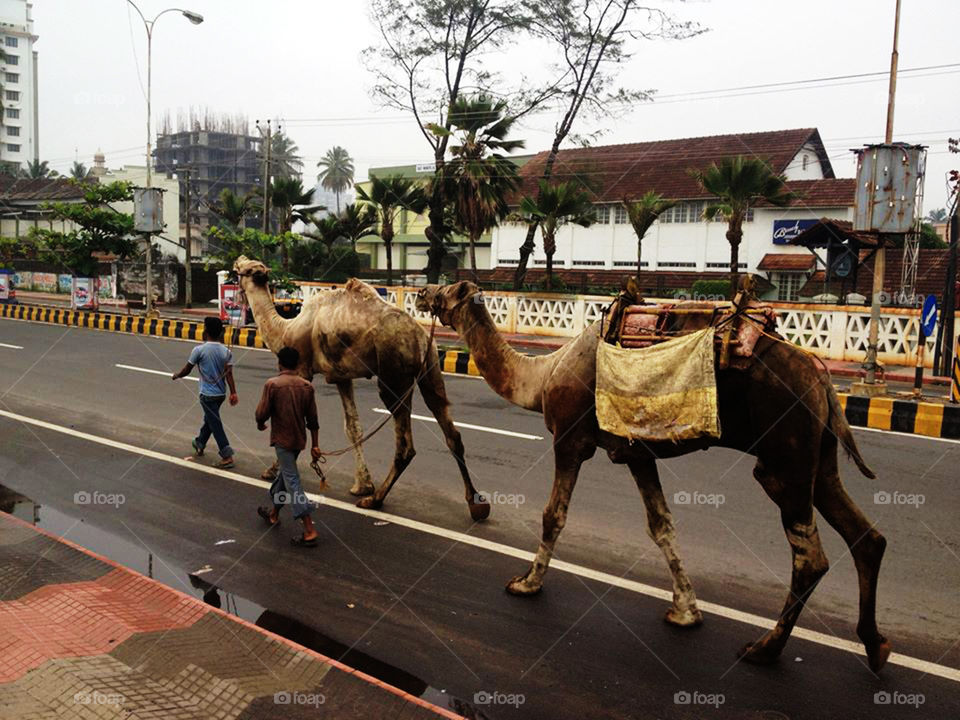 Camels on Indian streets