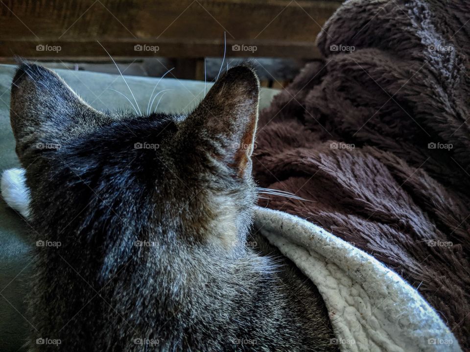 nap time, cuddle kitty, cooler weather