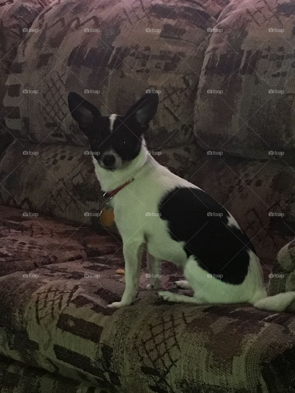 Black & White Chihuahua