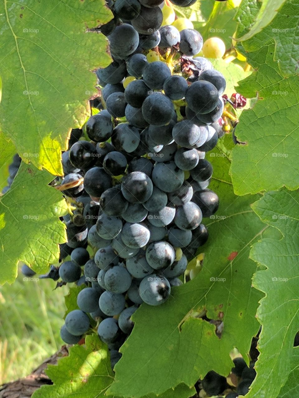 thriving black Spanish grapes