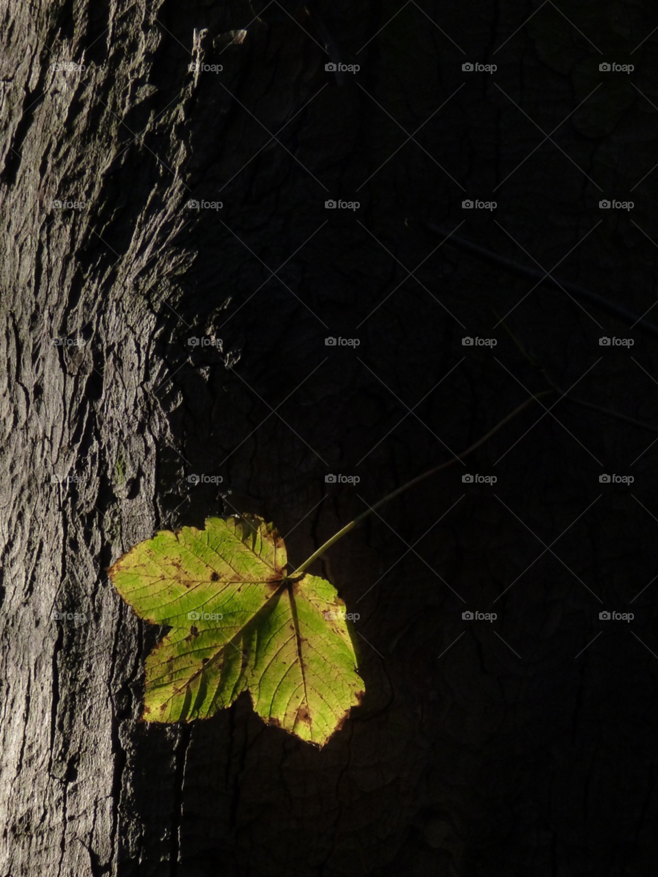 light morning tree england by Bea