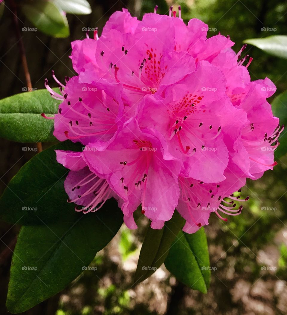 Pink rhododendron—taken in Dyer, Indiana 