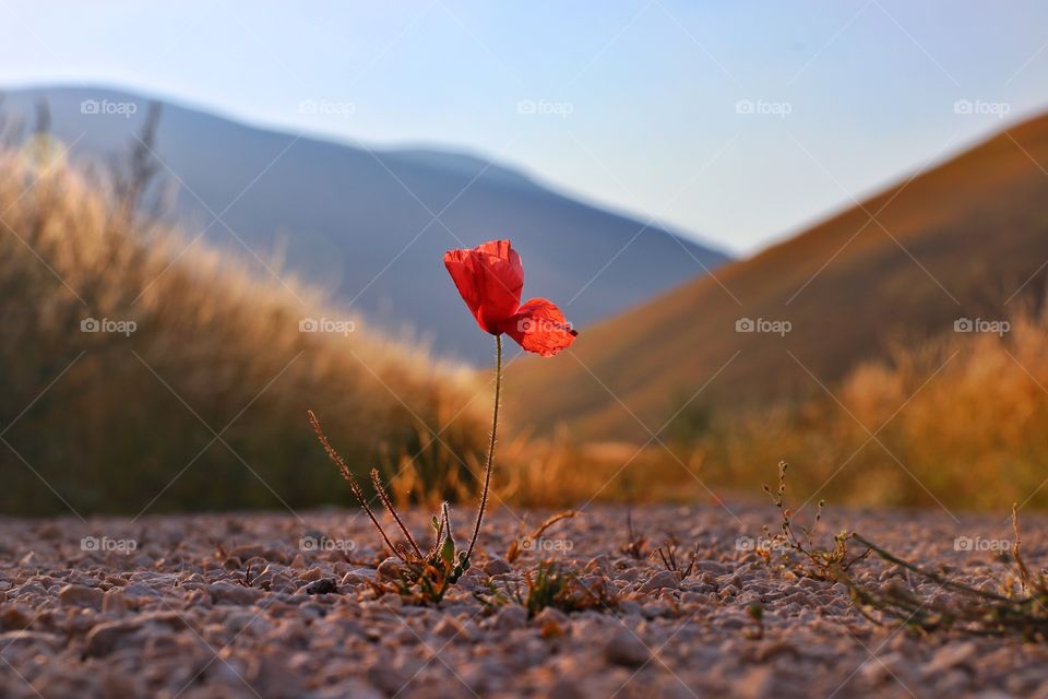 Red poppy on the road 