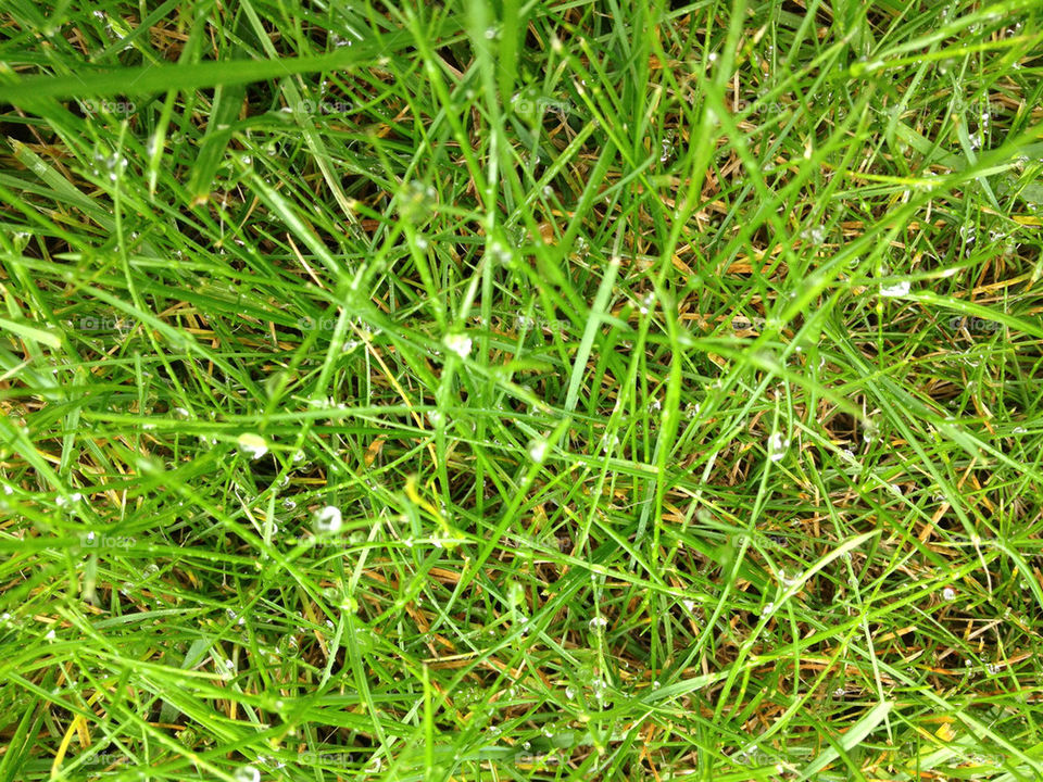 green garden grass dew by gsplan