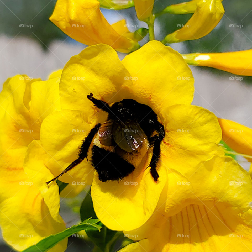 Yellow and black furry bumble bee pollinating golden yellow Esperanza flowers.