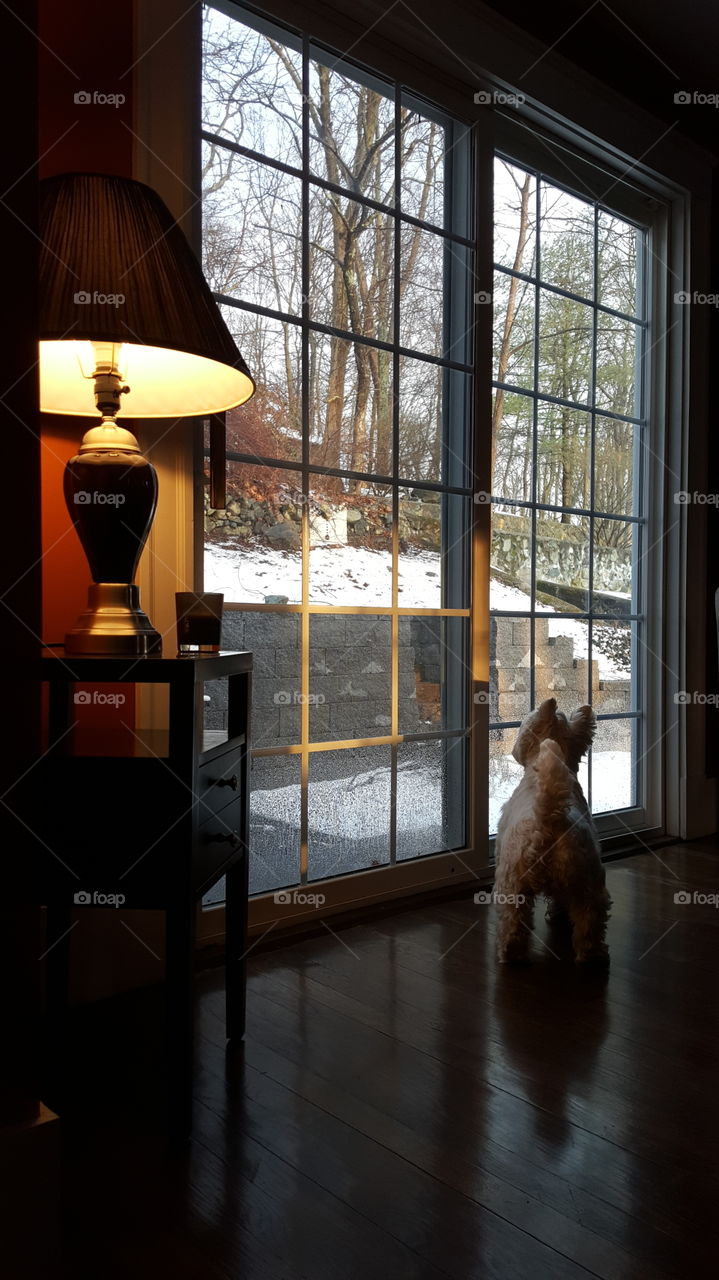 the guardian of the backyard