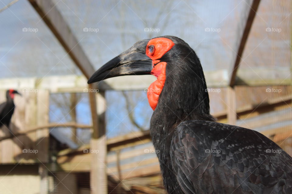 Exotic bird with amazing eyelashes 