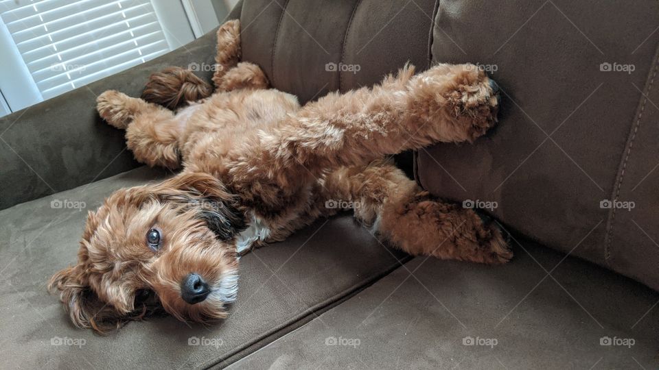 The weekend puppy stretch