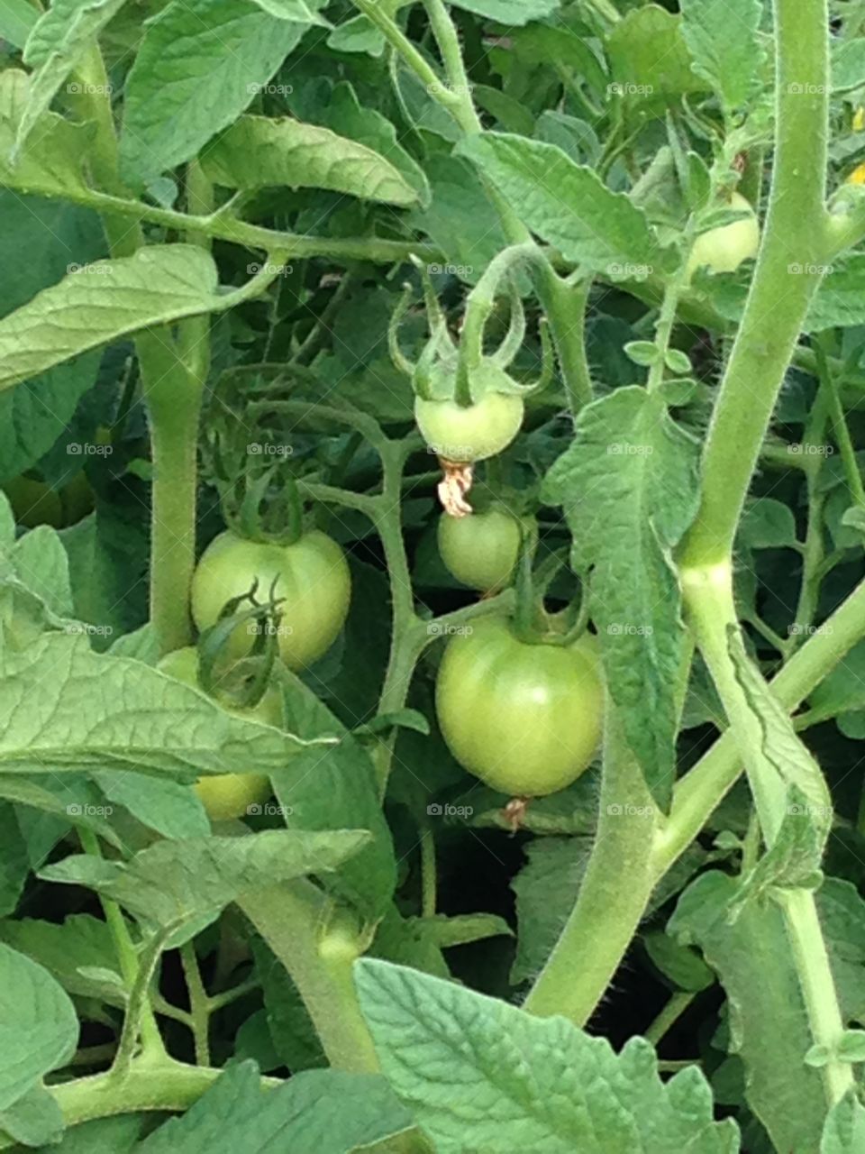 Growing tomatoes 