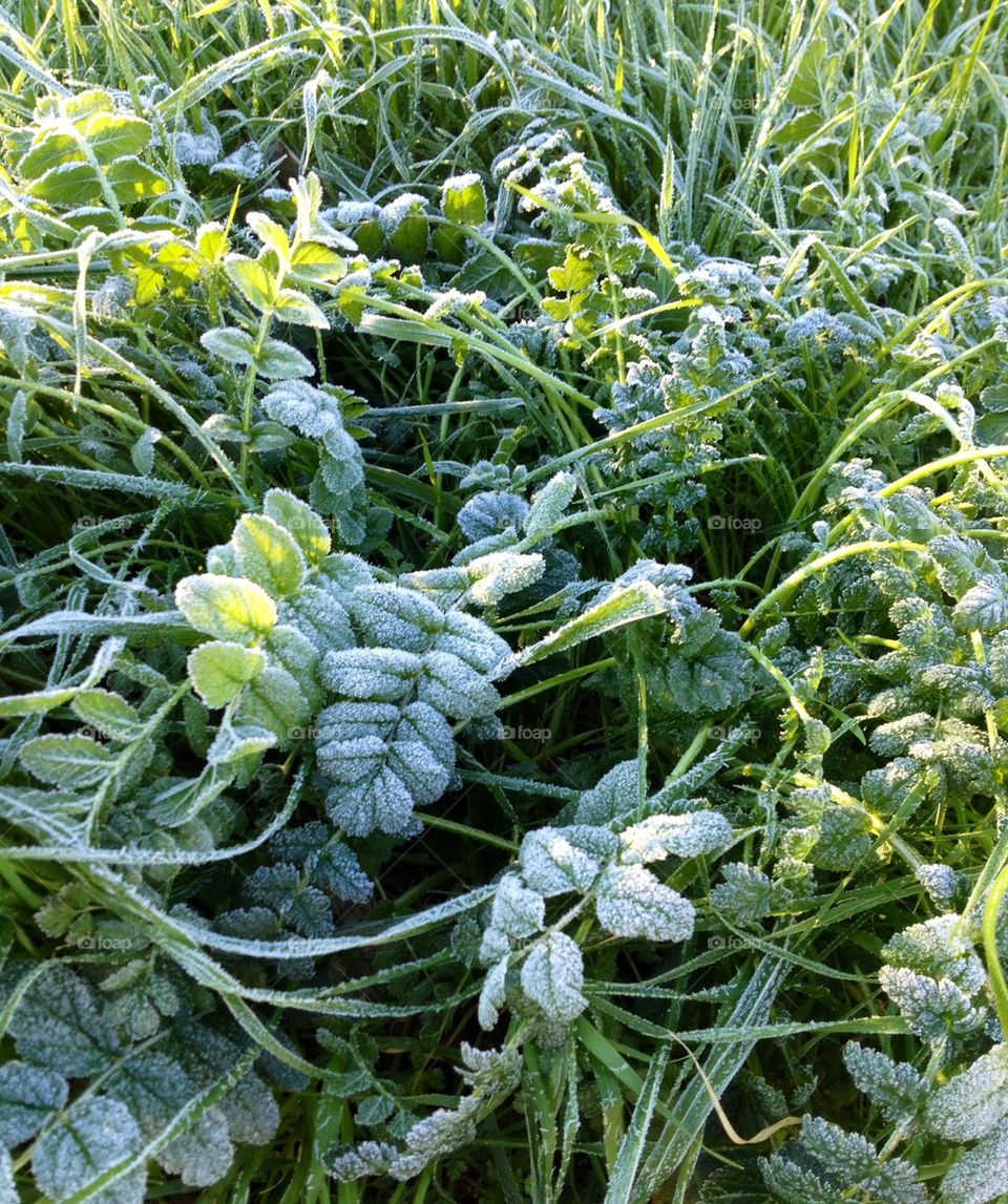 Frosty Morning 