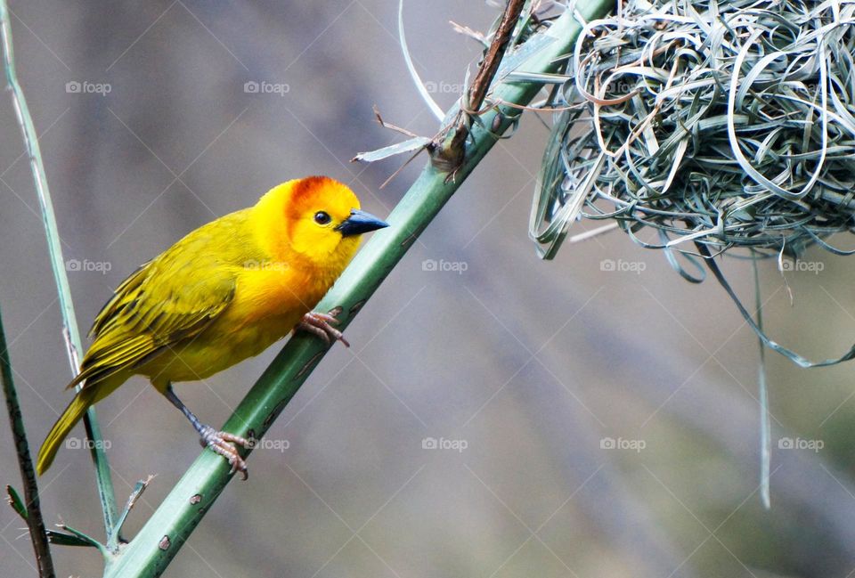Small yellow bird 