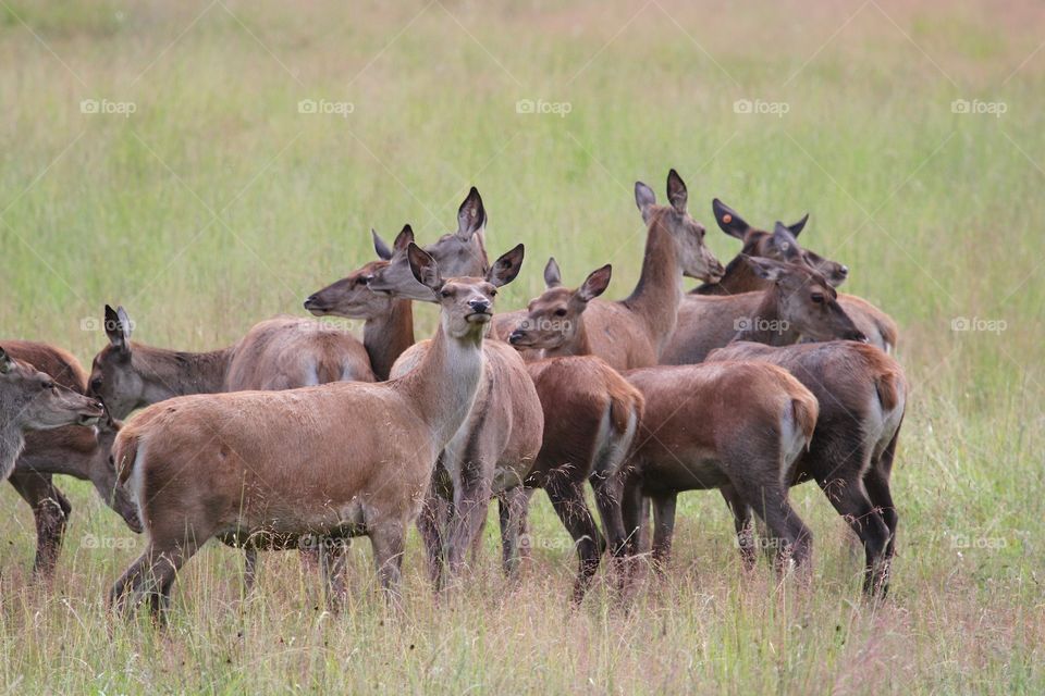 Deers in grassyland