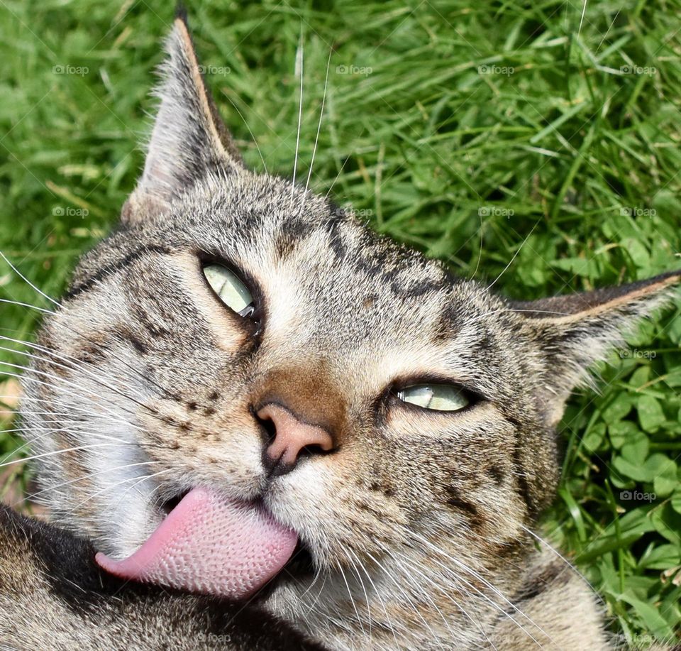 My grooming face, tabby cat grooming himself