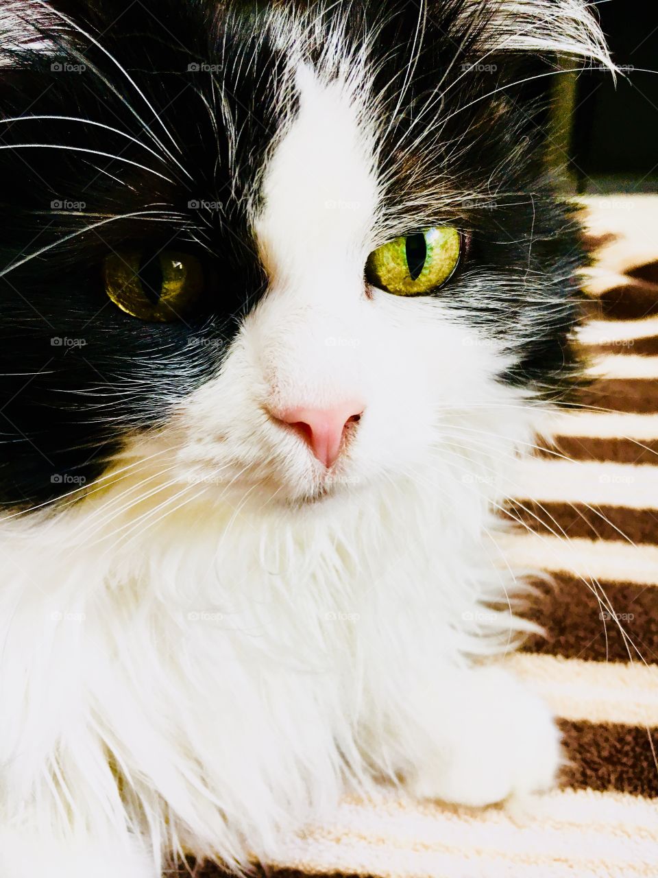 Tuxedo cat vivid color gold eyes