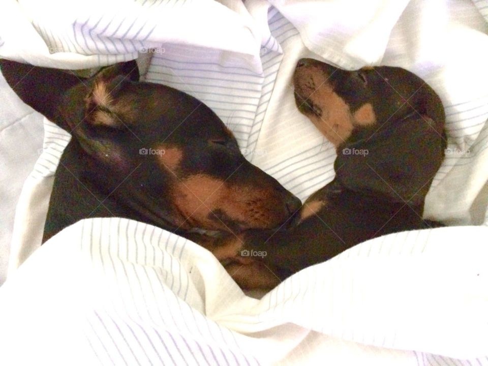 cachorros dormindo dog pet