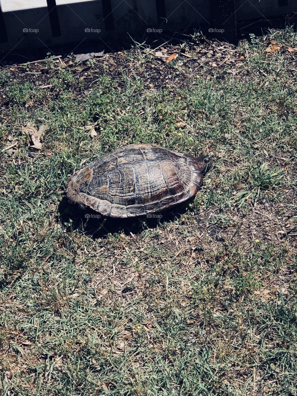 Turtle turtle