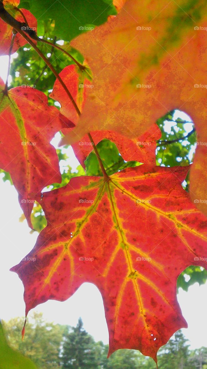 Leaf, Fall, Maple, Color, Season