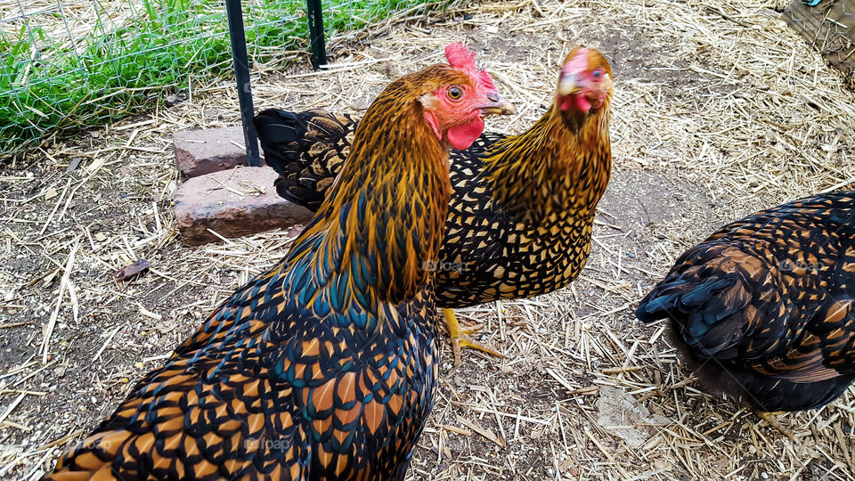 Backyard Chickens- A few of our lovely golden laced Wydotte chickens.