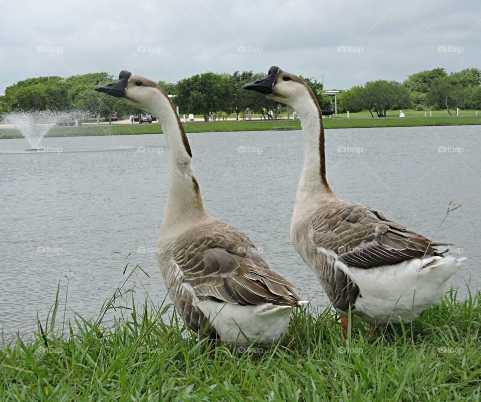 Geese