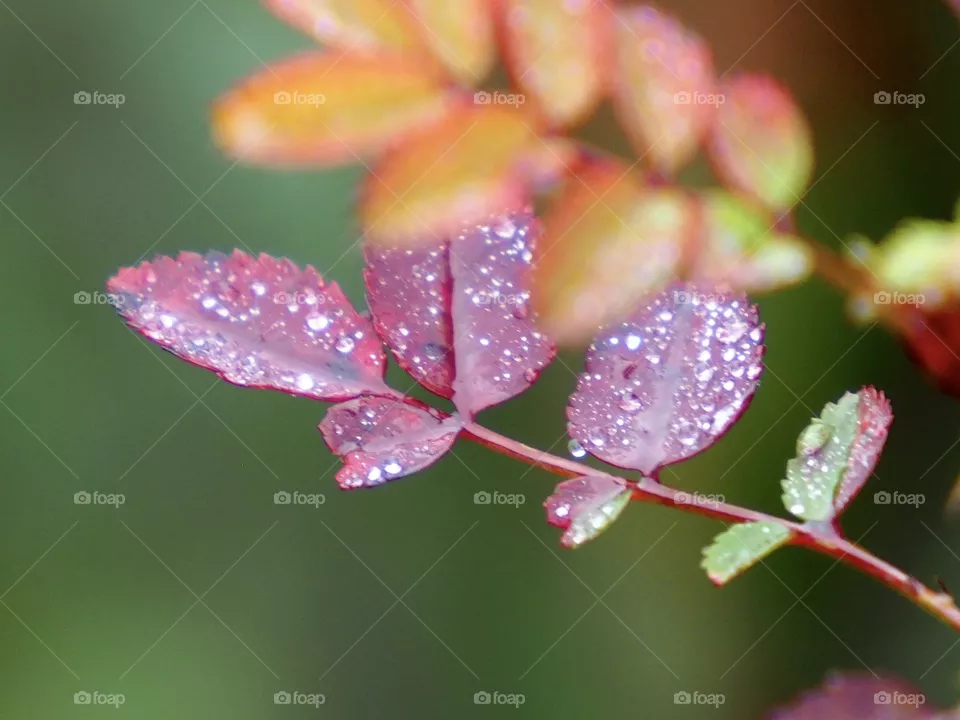 Rainy autumn