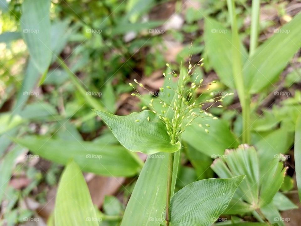 " Isachne polygonoides ,,

It is an annual plant and grows mainly in seasonally dry tropical biomes.