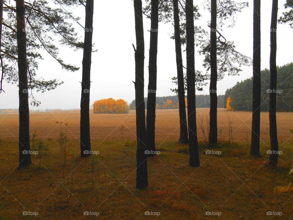 Tree, Landscape, Dawn, No Person, Wood