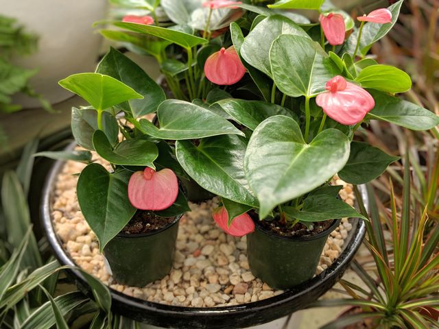 crazy plant