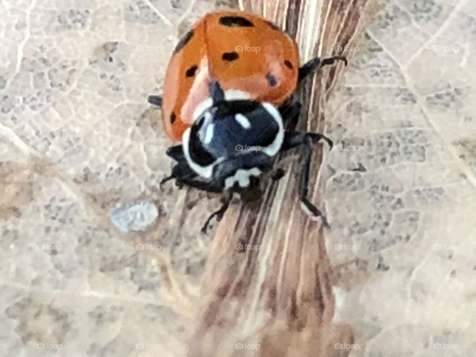 A beautiful lady bug