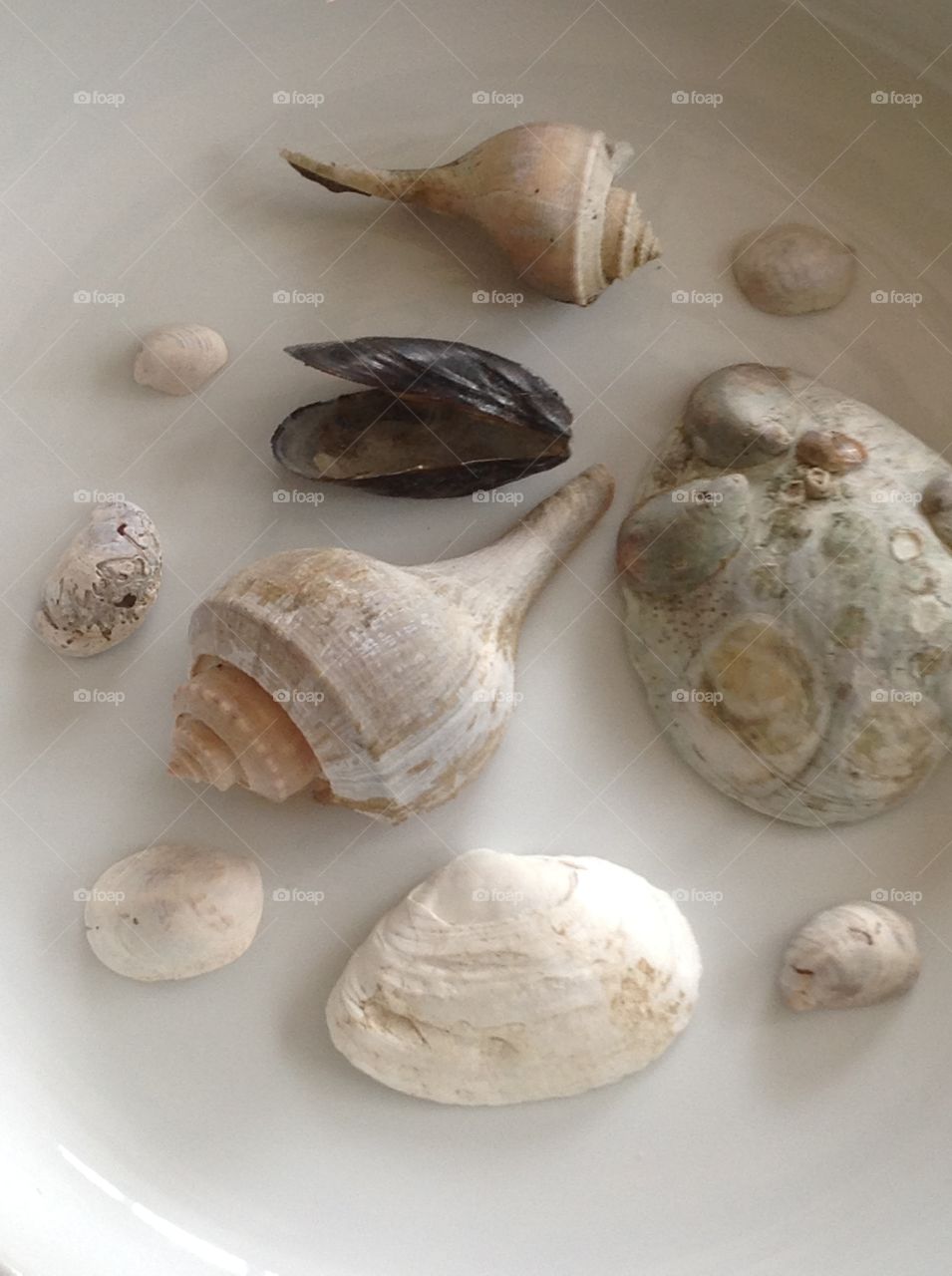 Beautiful seashells found on the beach.