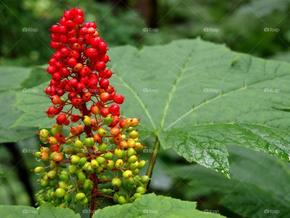 Wild Berry Thingies