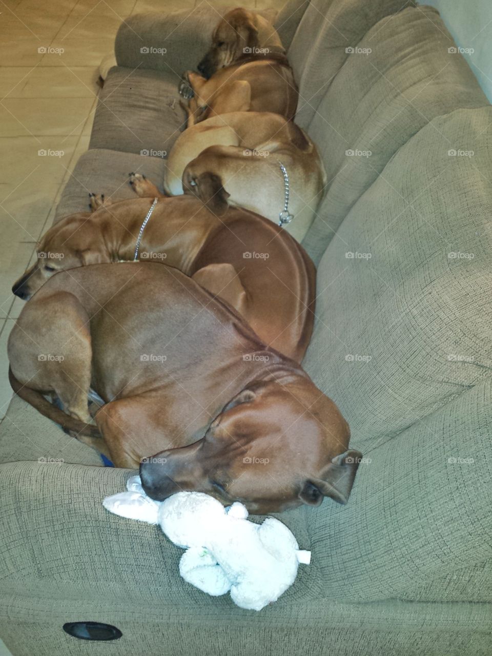 Rhodesian Ridgebacks taking over the living room and sofa