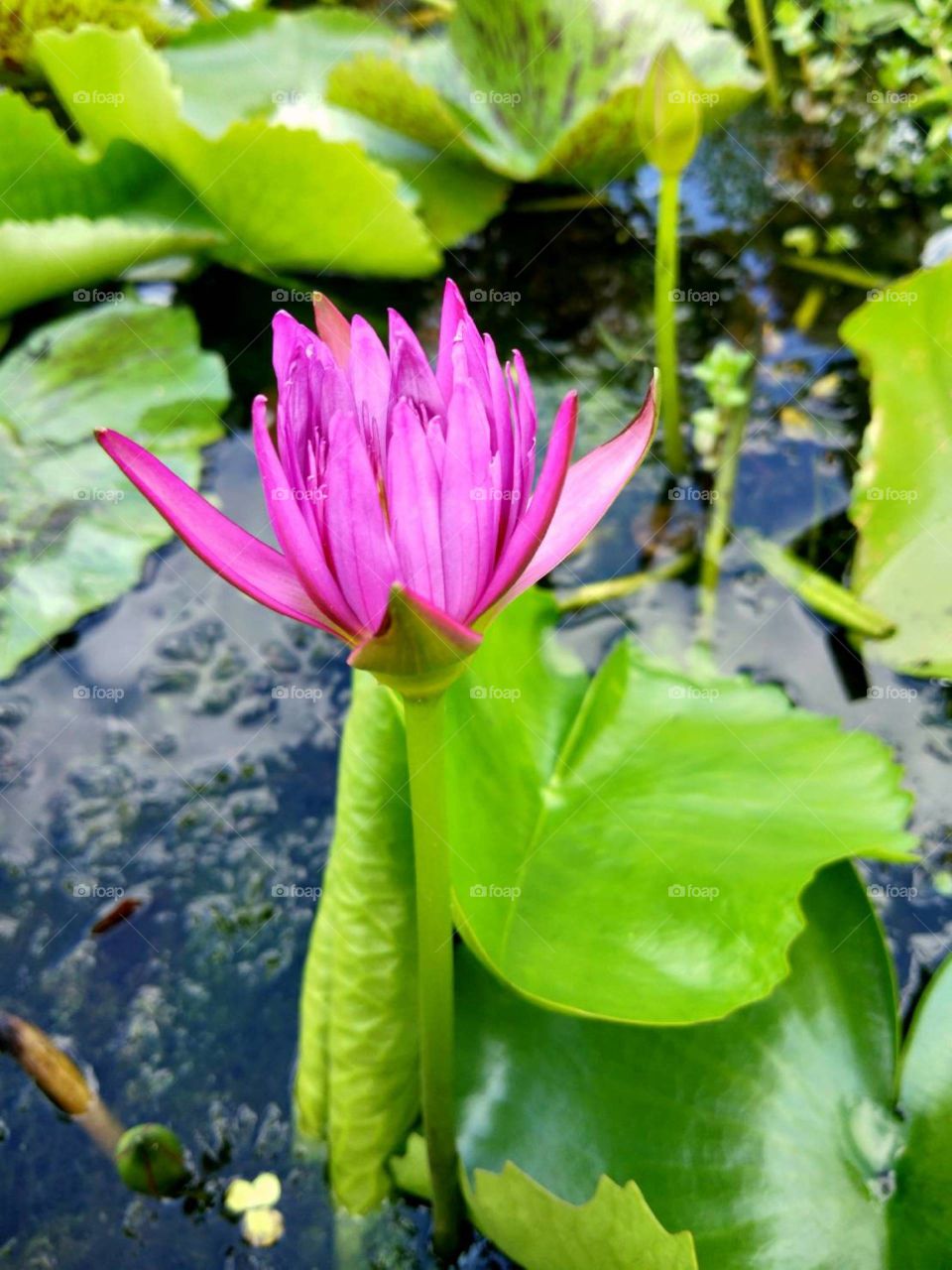 pink lotus in the pool.